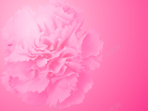 三八节粉色花朵海报背景素材背景