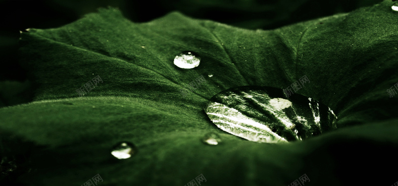 绿色荷叶水珠jpg设计背景_88icon https://88icon.com 水珠 纹理 绿色 荷叶 质感 海报banner