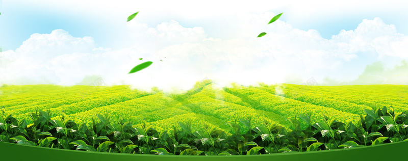 早春新风尚清新自然绿色早茶海报背景背景