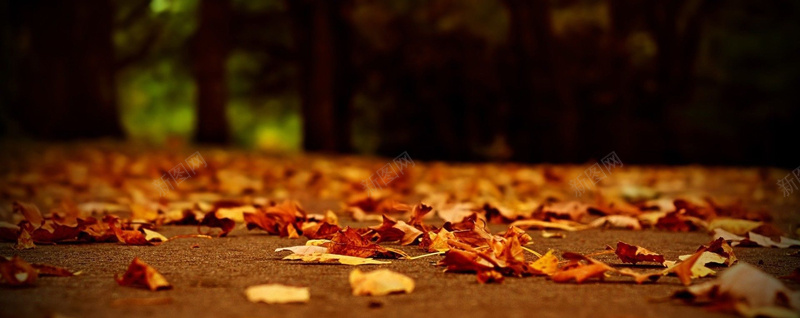 秋季落叶背景jpg设计背景_88icon https://88icon.com 海报banner
