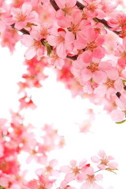 枝头上盛开的粉色桃花背景