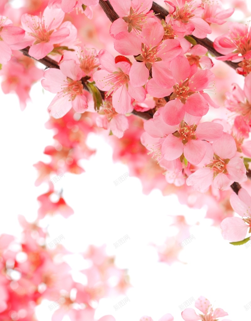 枝头上盛开的粉色桃花jpg设计背景_88icon https://88icon.com 清新唯美 盛开的花 粉红色 桃花 鲜花 枝头的花 花卉 植物 高清背景