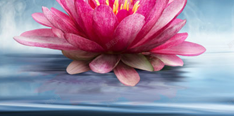 粉色荷花H5背景jpg设计背景_88icon https://88icon.com 莲花 荷花 青色 养生 中国风 H5 h5