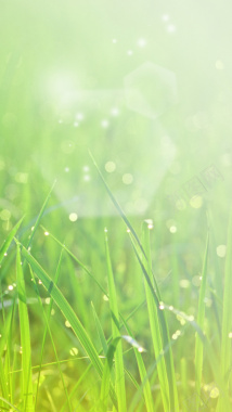 绿色草水珠发光H5背景素材背景