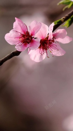 摄影背景虚化春天粉色盛开花朵H5背景高清图片