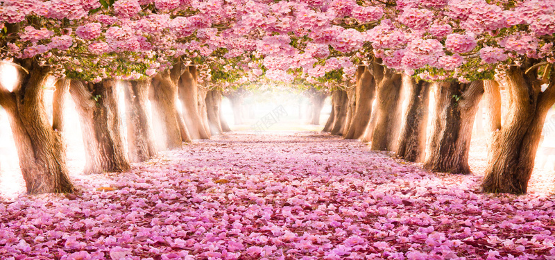 浪漫粉色樱花林背景背景