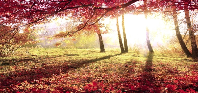 秋天树林风景背景