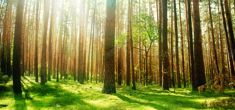 树林背景素材图片背景