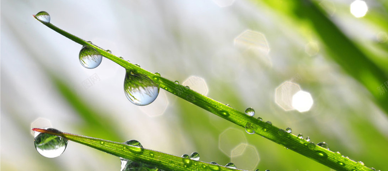 水滴露珠在叶子上jpg设计背景_88icon https://88icon.com 早晨 春天 水滴 清新 立春 露珠 海报banner 文艺 小清新 简约