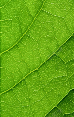绿色叶子底纹背景高清图片背景