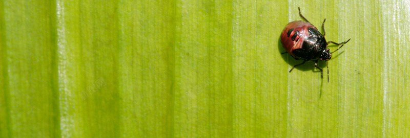 绿叶昆虫banner背景