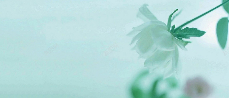 清新白色小花儿jpg设计背景_88icon https://88icon.com 薄荷绿 小花 清新 白色 简约 叶子 海报banner 文艺 小清新