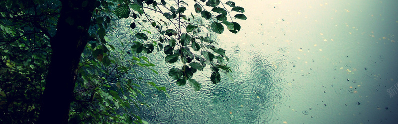 下雨中的树木背景jpg设计背景_88icon https://88icon.com 下雨 树木 叶子 雨滴 摄影 背景 海报banner 风景