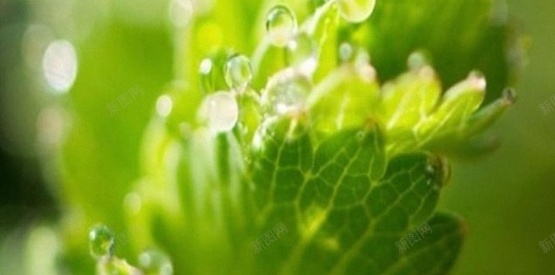 绿色护眼iPhone6PlusH5背景jpg设计背景_88icon https://88icon.com 绿色 植物 光 水珠 清新 H5 h5 摄影 风景