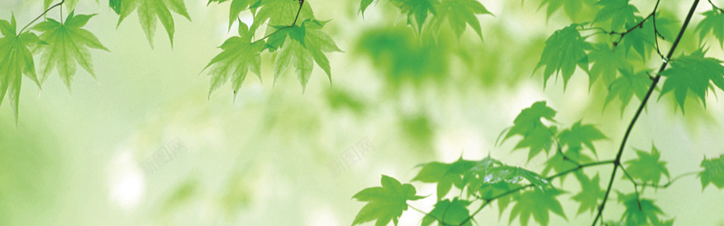 清新绿色植物高清背景jpg设计背景_88icon https://88icon.com 绿色 植物 树叶 海报banner 摄影 风景