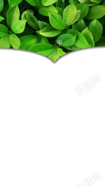 绿色树叶微商海报背景素材背景