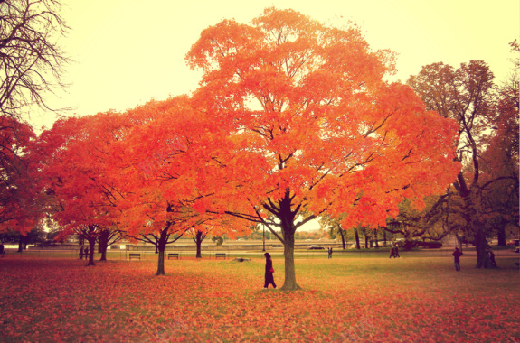 秋天枫树背景图背景