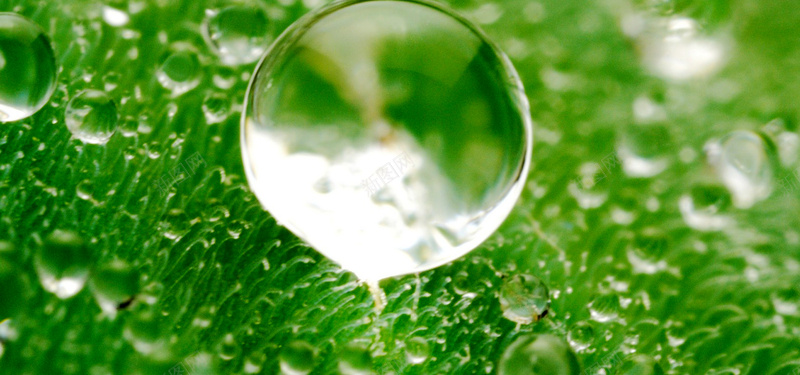 绿色透明水珠jpg设计背景_88icon https://88icon.com 海报banner 水珠质感 绿色背景 透明水珠 质感 纹理
