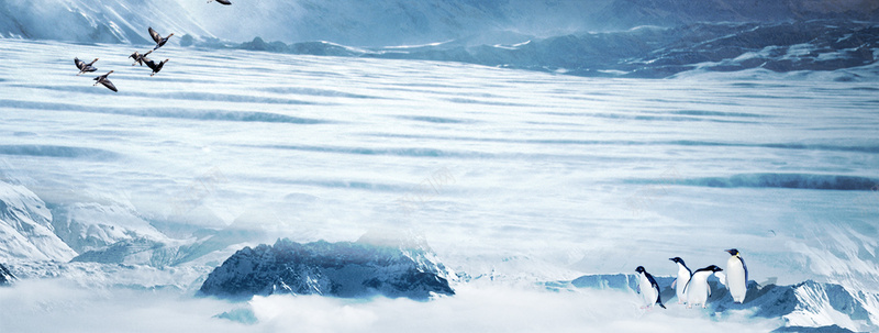 南极企鹅背景背景