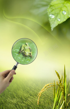 绿色家园青蛙生态环境水稻背景素材背景