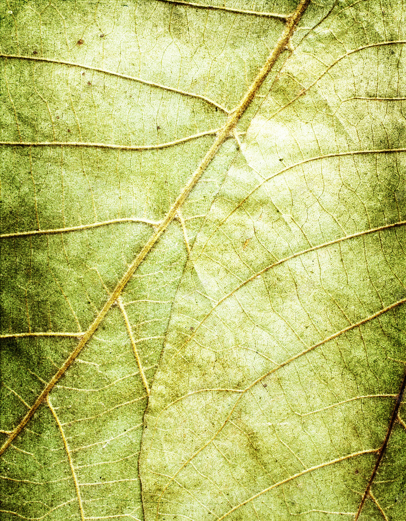 绿叶子肌理背景素材jpg设计背景_88icon https://88icon.com 绿叶 肌理 纹理 自然 文艺 小清新 PPT 叶子背景 肌理素材