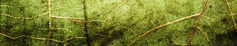 绿叶子肌理背景素材jpg设计背景_88icon https://88icon.com 绿叶 肌理 纹理 自然 文艺 小清新 PPT 叶子背景 肌理素材