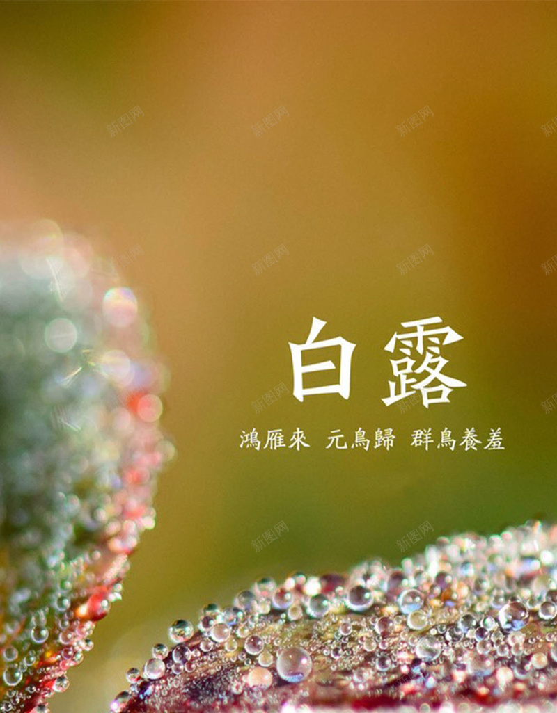 白露H5素材背景jpg设计背景_88icon https://88icon.com 白露 节气 水珠 中国风 二十字节气 H5素材