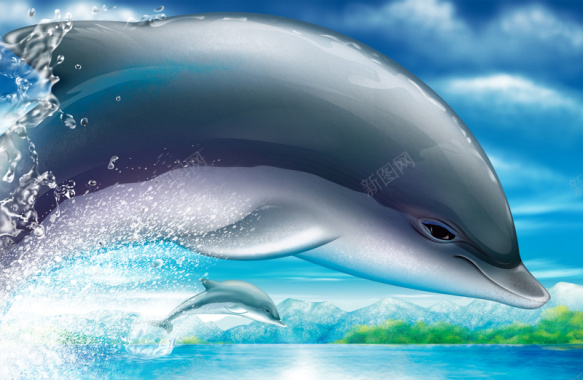 海洋海豚背景图背景