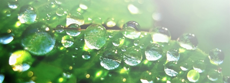 水珠的叶片jpg设计背景_88icon https://88icon.com 海报banner