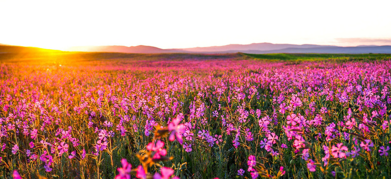 梦幻远山花海背景背景