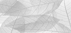 叶茎灰色透明叶子海报高清图片