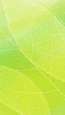春季嫩绿色叶子纹理H5背景素材背景