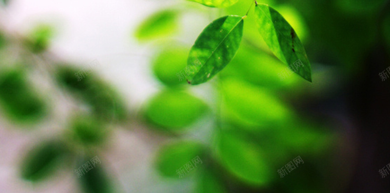 绿色植物H5背景jpg设计背景_88icon https://88icon.com 绿色植物 树叶 绿叶 清新 春天 H5