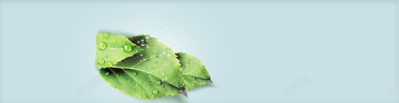 淘宝护肤清新树叶背景bannerpsd设计背景_88icon https://88icon.com 淘宝 护肤 清新 树叶 背景 banner 水珠 海报banner 其他