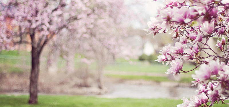 美丽桃粉色的玉兰树图片背景