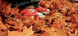 秋季自然风光秋天树叶背景高清图片