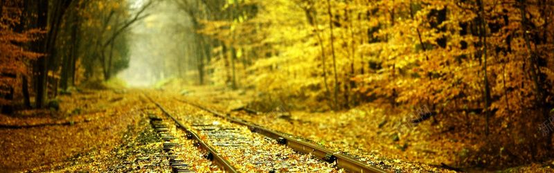 森林火车轨道背景背景