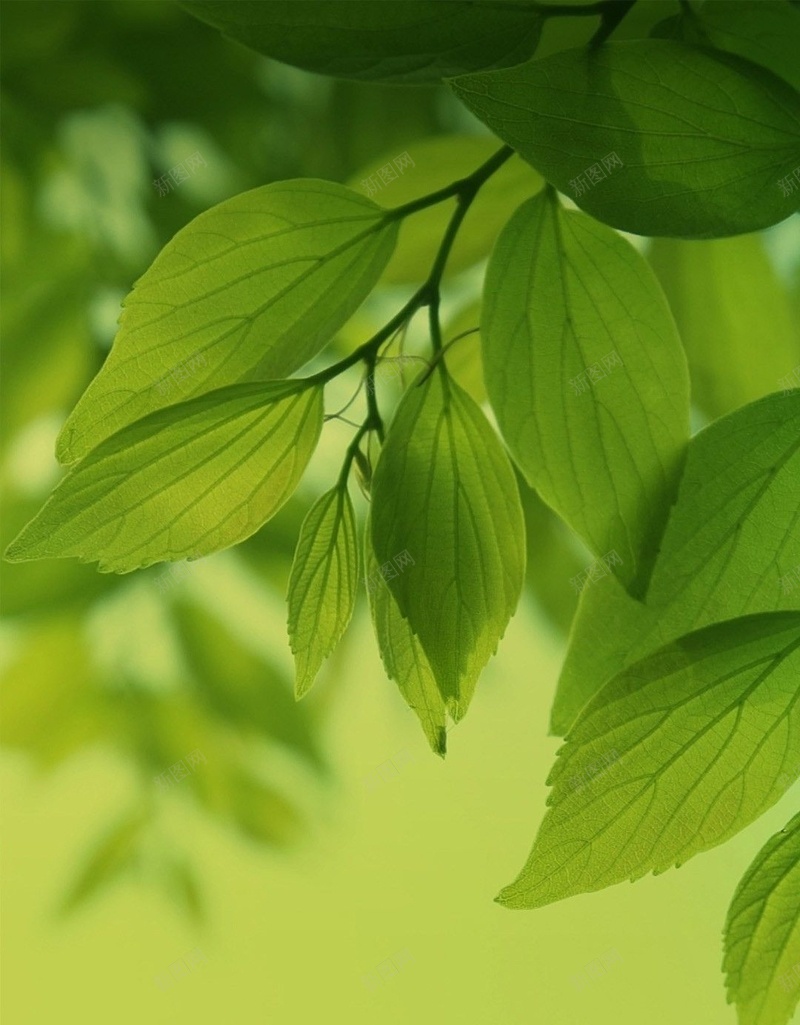 清新绿叶护眼H5背景jpg设计背景_88icon https://88icon.com 绿色 绿叶 植物 小清新 简约 H5 h5 文艺