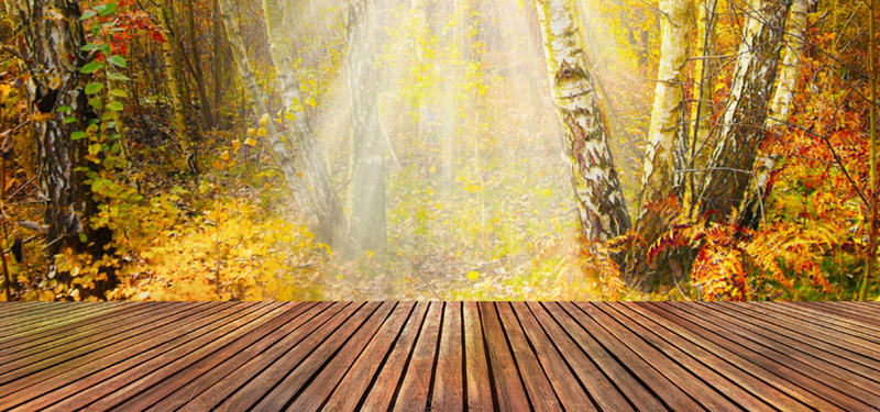 树林里的木板背景图片背景