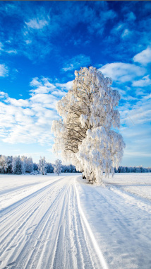 大雪冬天树木H5背景背景