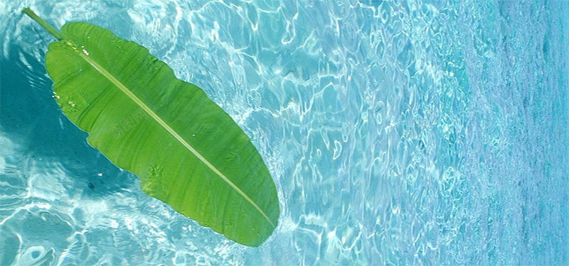 水中漂浮的叶子jpg设计背景_88icon https://88icon.com 海报banner 叶子 水池 漂浮