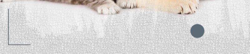 带我回家公益宣传推广活动psd设计背景_88icon https://88icon.com 公益 公益广告 公益活动 动物庇护所 宠物 带我回家 救助 救援 流浪动物 流浪宠物 流浪狗 流浪猫 领养