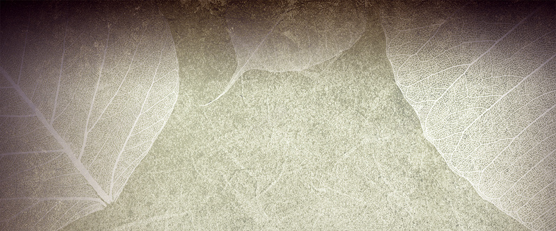 女装背景psd设计背景_88icon https://88icon.com 海报banner 民族风背景 文艺 树叶 淡雅 中老年人服饰背景 小清新 简约