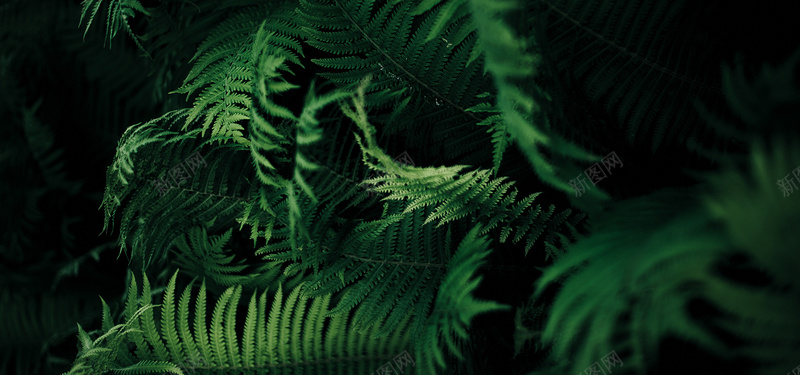 文艺小清新绿色植物bannerjpg设计背景_88icon https://88icon.com 小清新 文艺 树叶 植物 绿色 海报banner 简约