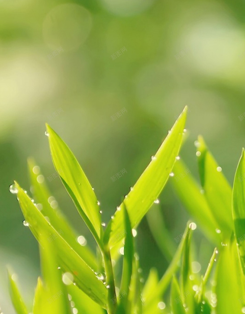 小清新雨后水珠H5背景jpg设计背景_88icon https://88icon.com 植物 水珠 水滴 雨后 自然 H5背景 小清新 H5 h5 文艺 简约
