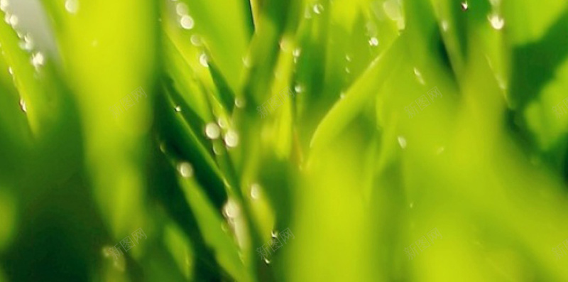 小清新雨后水珠H5背景jpg设计背景_88icon https://88icon.com 植物 水珠 水滴 雨后 自然 H5背景 小清新 H5 h5 文艺 简约
