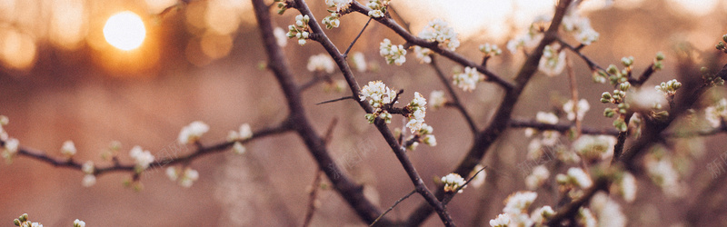摄影梨树花朵背景背景