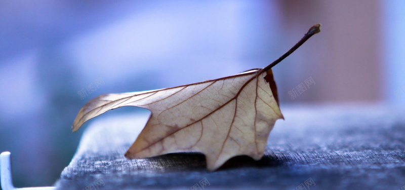 秋冬落叶蓝色背景海报bannerjpg设计背景_88icon https://88icon.com 秋 冬 落叶 蓝色 背景 海报banner 开心 摄影 风景
