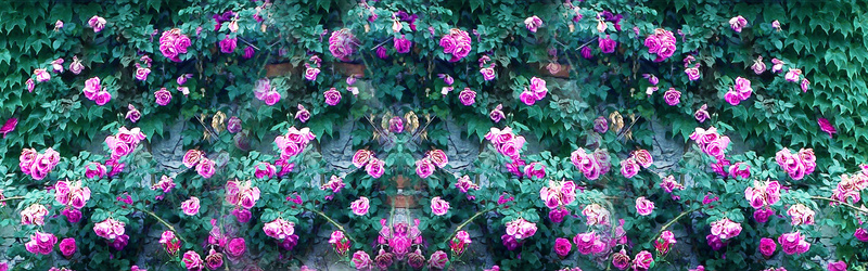 蔷薇花墙背景背景