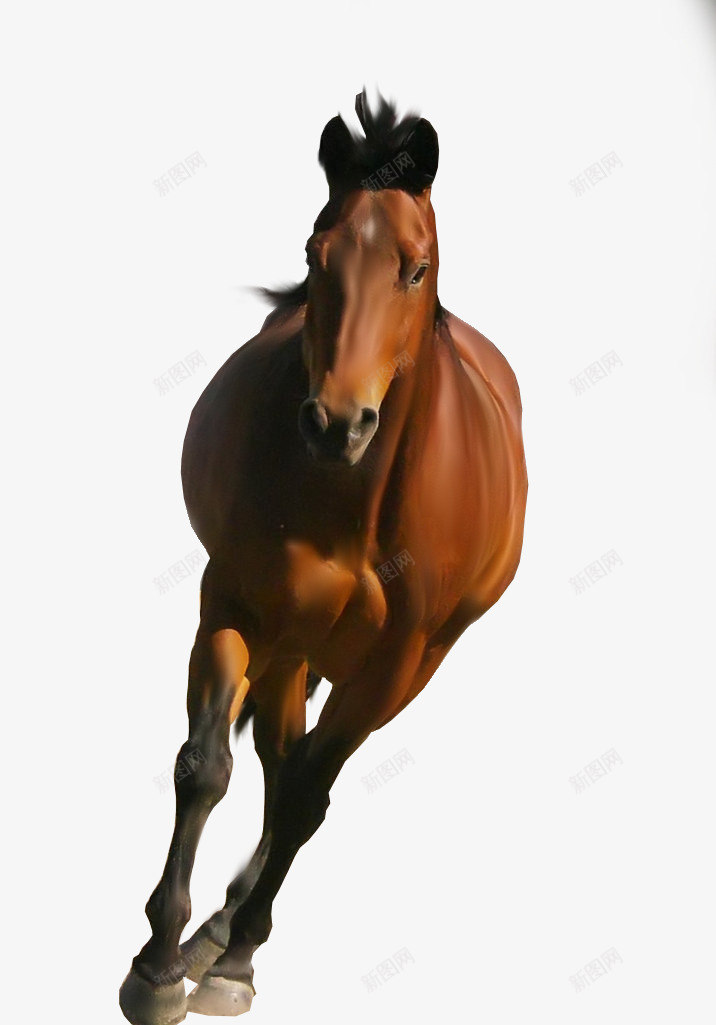 horse2547拼贴动物sucaipng免抠素材_88icon https://88icon.com 拼贴 动物